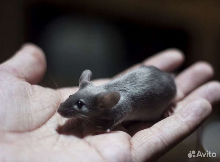 Сатиновая мышь