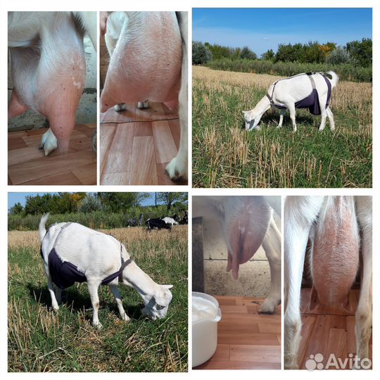 Козы дойные