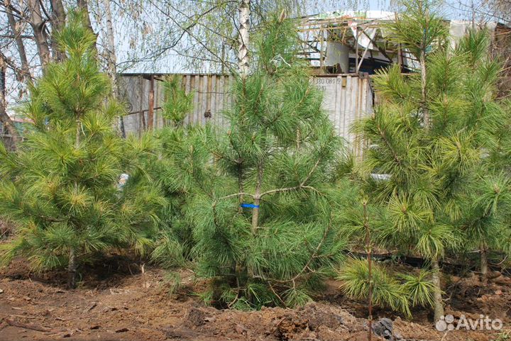 Кедр Сибирский