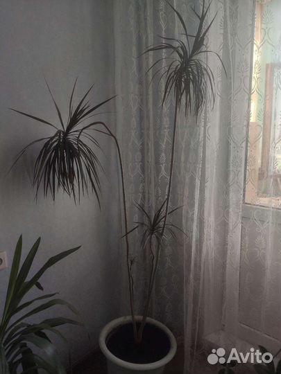 Юкка и драцена