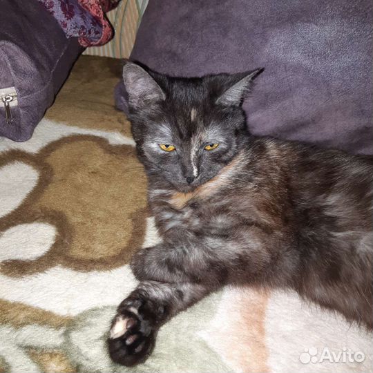 Кошечка стерилизованная