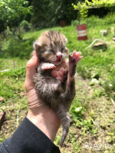Котята рыжие