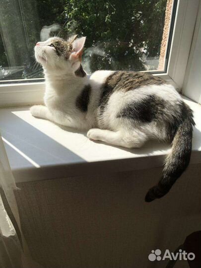 Кастрированный кот