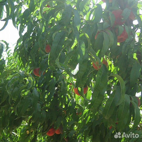 Саженцы Инжирного Персика Плейн Делишес
