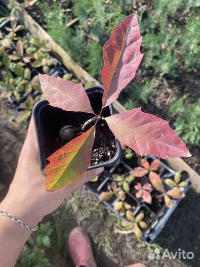 Желуди дуба красного 1кг