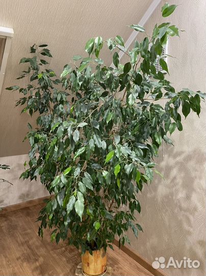 Фикус бенджамина большой