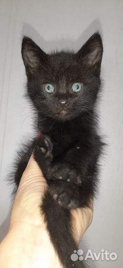 Отдам котят в хорошие руки