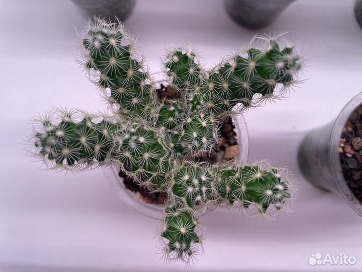 Кактусы Маммилярия и Опунция