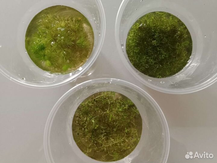 Аквариумные растения бесплатно