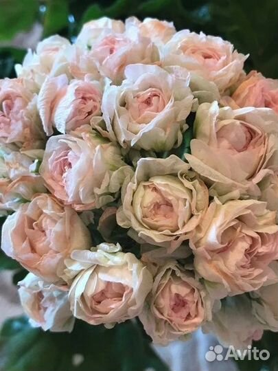 Пеларгонии элитные