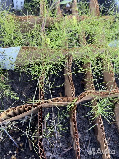 Рассада спаржи