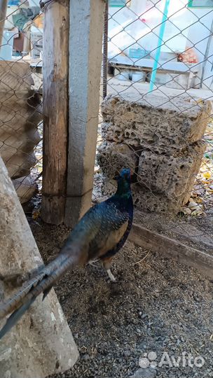 Фазаны,голуби