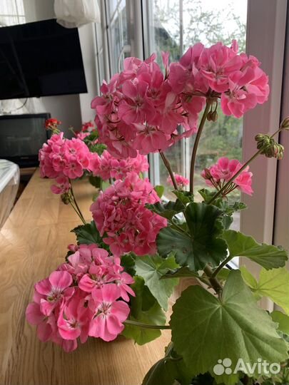 Пеларгония зональная,королевская,плющелистная