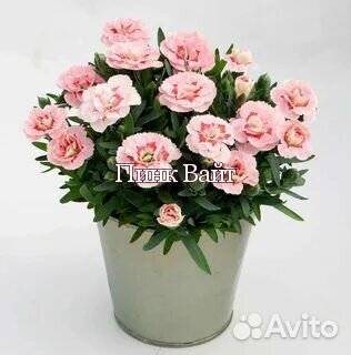 Гвоздика ампельная и садовая