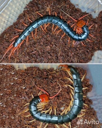 Гигантские сколопендры