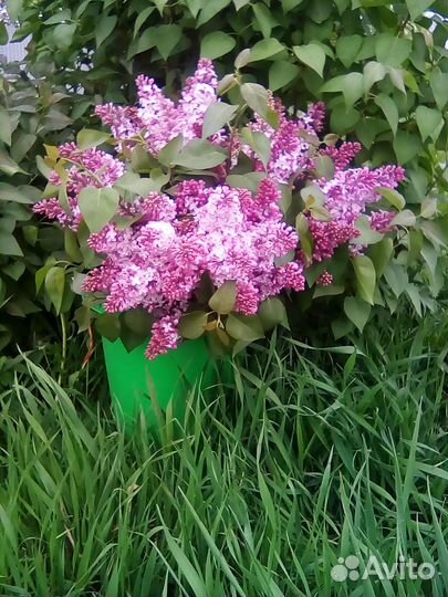 Сирень саженцы