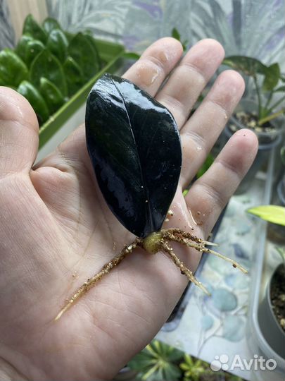 Замиокулькас черный равен