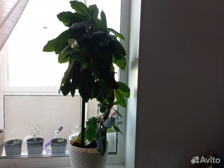 Молочай 90см с горшком