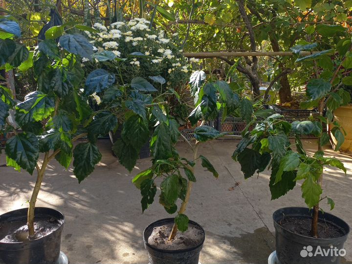 Гибискус китайская роза