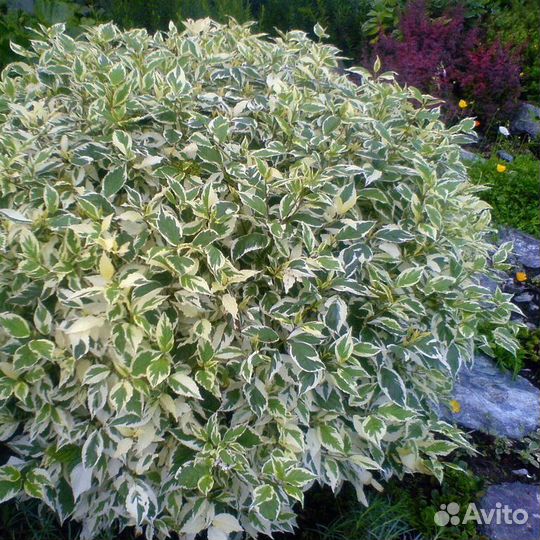 Дерен Элегантиссима саженец 2-х летка с доставкой