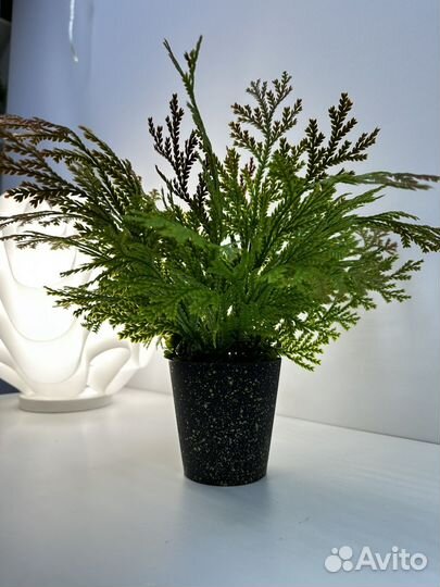 Декоративная зелень