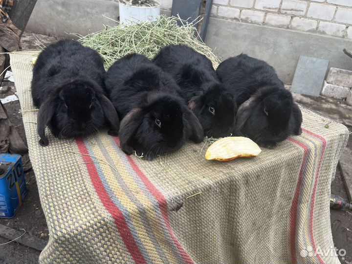 Кролики на племя