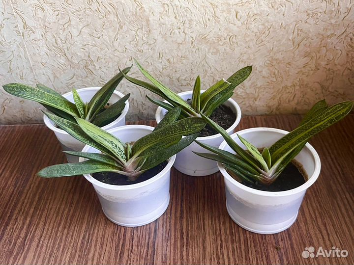 Суккулент гастерия