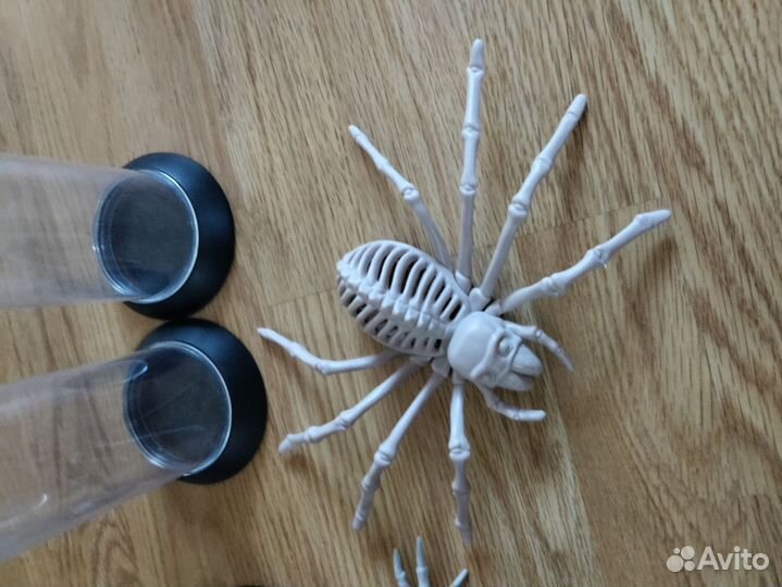 Скелет животного