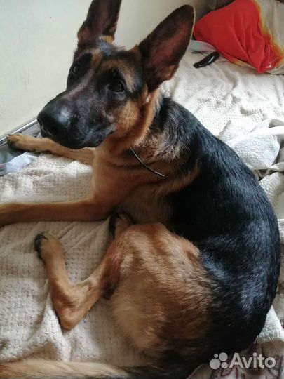 Немецкая овчарка