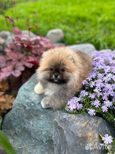 Шпиц мини мишка