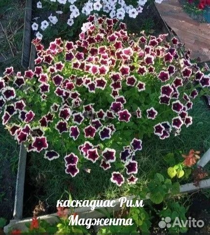 Вегетативная петуния воронеж