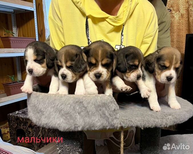 Щенки бигль