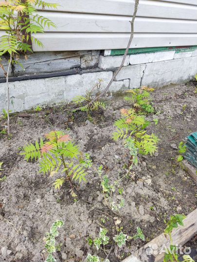 Рябинник рябинолистный