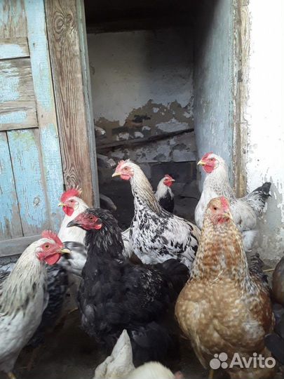 Молодые петушки