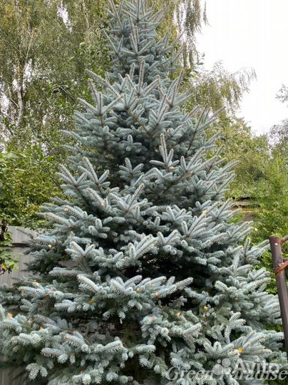 Ель голубая