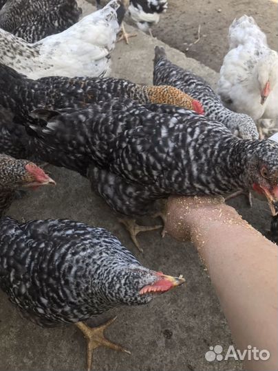 Молодые курочки, петухи и циплята