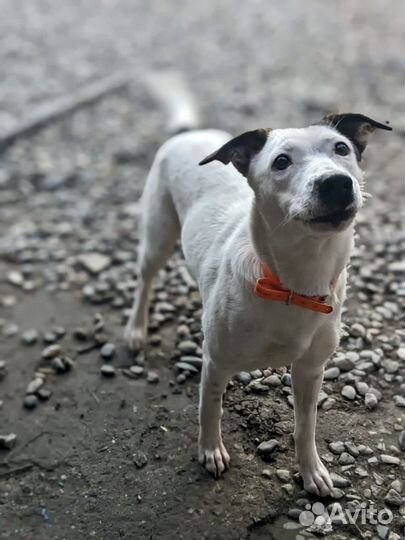 Собака в дар