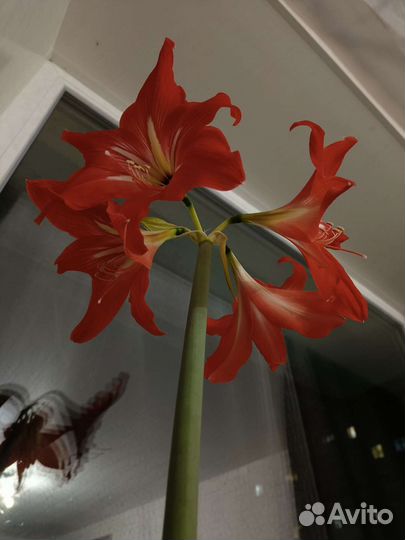 Гиппеаструм