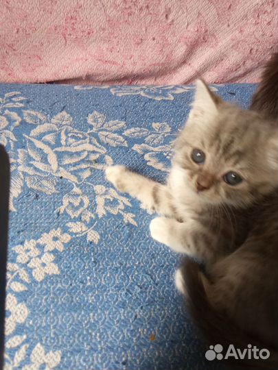 Котенок серый