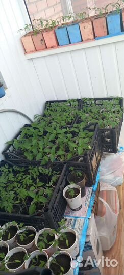 Рассада помидор продажа