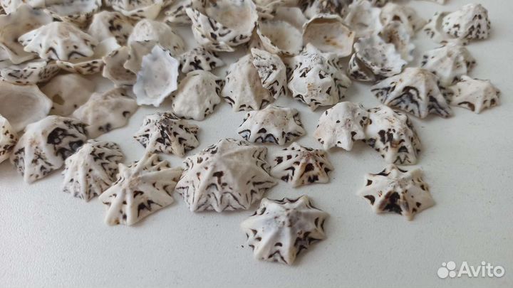 Морские ракушки стар лимпед 1 кг
