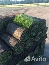 Газон рулонный