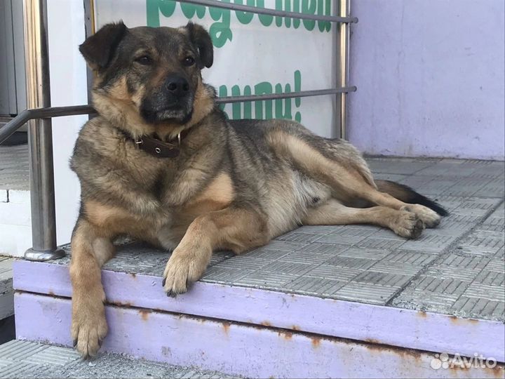 Отличный пёс в добрые руки