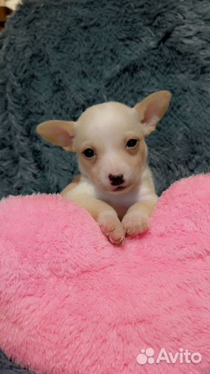 Продаю щенков Той терьер