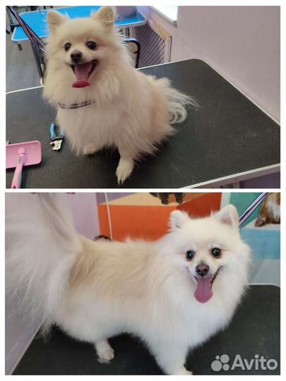 Груминг собак и кошек