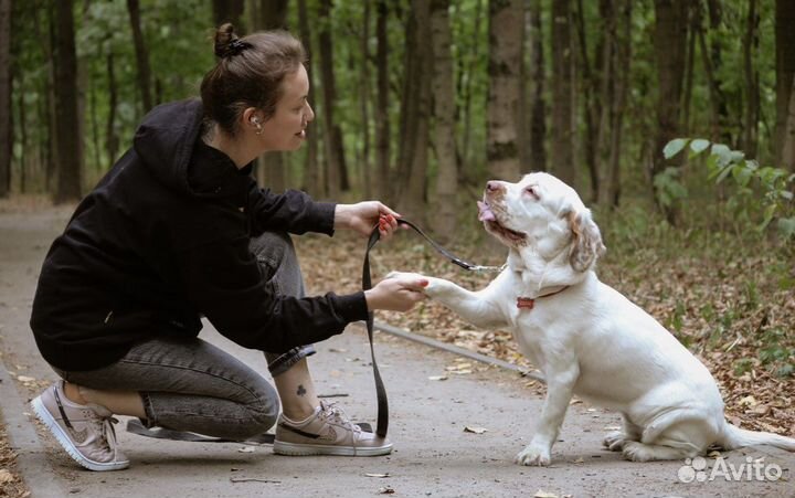 Кинолог. Дрессировка собак