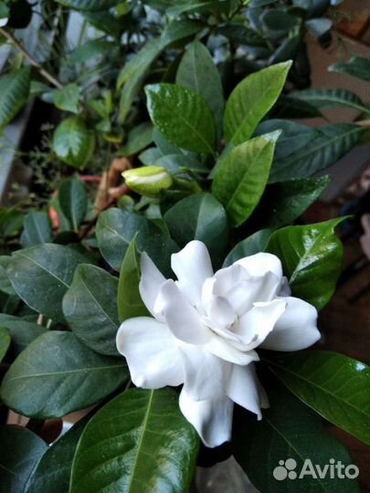 Гардения жасминовая, Адениумы