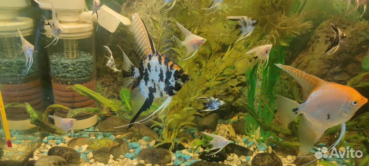 Аквариумные рыбки скалярии