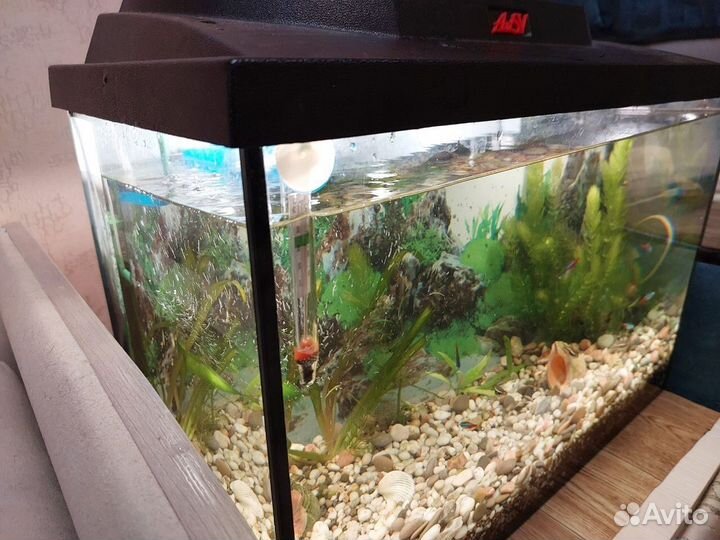 Аквариум