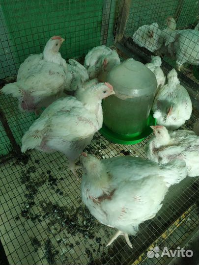 Крупные бройлеры подрощенные